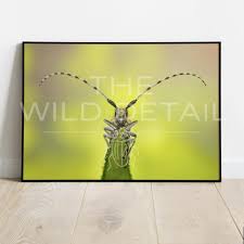 Attēlu rezultāti vaicājumam “Acanthocinus aedilis”