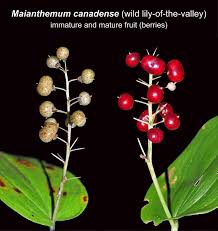 Attēlu rezultāti vaicājumam “Maianthemum bifolium fruit”