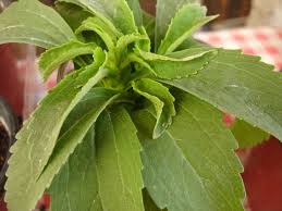 Image result for Stevia rebaudiana