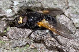 Attēlu rezultāti vaicājumam “Mesembrina meridiana”