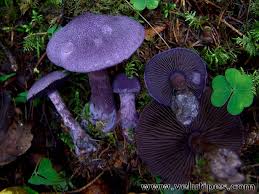 Attēlu rezultāti vaicājumam “Cortinarius violaceus”