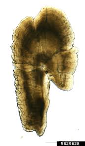 Image result for Alosa sapidissima