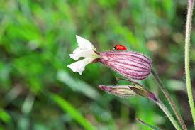 Attēlu rezultāti vaicājumam “Silene viscaria bud”