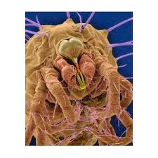 Attēlu rezultāti vaicājumam “Panonychus”