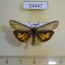 Attēlu rezultāti vaicājumam “Spiris striata”