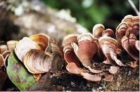 Attēlu rezultāti vaicājumam “Trametes”