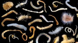 Attēlu rezultāti vaicājumam “Annelides”