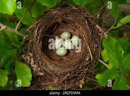 Attēlu rezultāti vaicājumam “Turdus merula eggs”