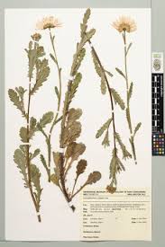 Attēlu rezultāti vaicājumam “Leucanthemum vulgare leaf”