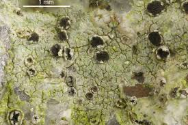 Attēlu rezultāti vaicājumam “Trapelia coarctata”