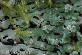 Attēlu rezultāti vaicājumam “Menegazzia terebrata”