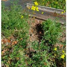 Attēlu rezultāti vaicājumam “Diplotaxis muralis leaf”