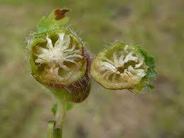 Attēlu rezultāti vaicājumam “Liposthenes glechomae”