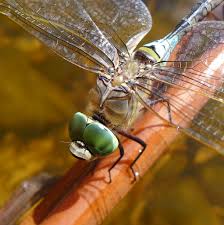 Attēlu rezultāti vaicājumam “Anax parthenope”