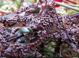 Attēlu rezultāti vaicājumam “Lycogala sphaeroconicum macro”