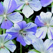 Image result for Geranium `Purple Haze`