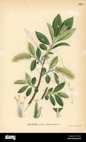 Attēlu rezultāti vaicājumam “Salix pentandra”