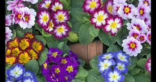 Attēlu rezultāti vaicājumam “Primula x polyantha flower”