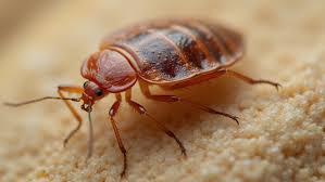 Image result for bed bugs