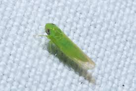 Attēlu rezultāti vaicājumam “Empoasca sp.”