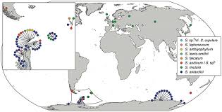 Attēlu rezultāti vaicājumam “Schistidium apocarpum young”