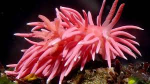 Image result for rosa aquatica