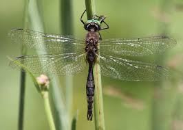 Attēlu rezultāti vaicājumam “Comatricha pulchella macro”