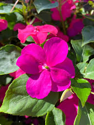 Image result for Impatiens walleriana