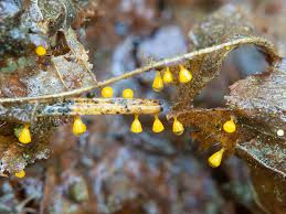 Attēlu rezultāti vaicājumam “Craterium minutum macro”