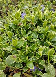 Attēlu rezultāti vaicājumam “Vinca minor leaf”