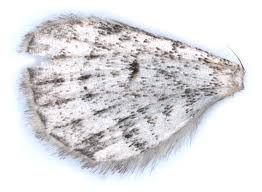 Attēlu rezultāti vaicājumam “Eupithecia linariata”