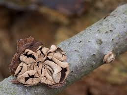 Attēlu rezultāti vaicājumam “Encoelia furfuracea”