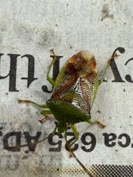 Attēlu rezultāti vaicājumam “Elasmostethus interstinctus nymph”