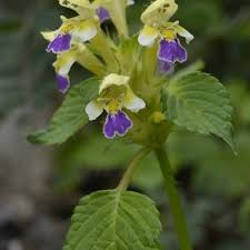 Attēlu rezultāti vaicājumam “Galeopsis speciosa flower”