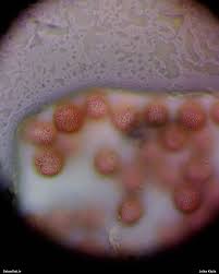 Attēlu rezultāti vaicājumam “Badhamiopsis macrospora”