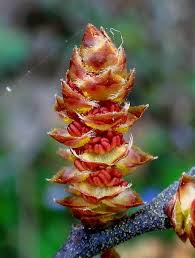 Attēlu rezultāti vaicājumam “Myrica gale bud”
