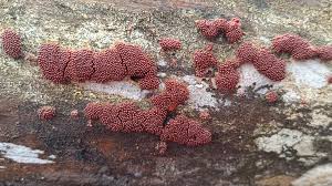 Attēlu rezultāti vaicājumam “Heterotrichia ferruginea (syn. Arcyria ferruginea)”