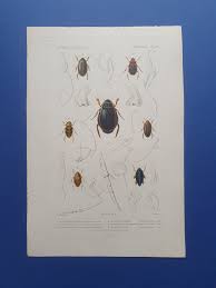 Attēlu rezultāti vaicājumam “Colymbetes striatus”