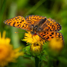 Attēlu rezultāti vaicājumam “Boloria eunomia underside”
