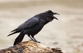 Attēlu rezultāti vaicājumam “Corvidae”