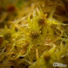 Attēlu rezultāti vaicājumam “Sphagnum angustifolium”