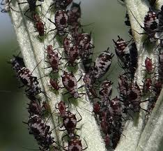 Attēlu rezultāti vaicājumam “Macrosiphoniella absinthii”