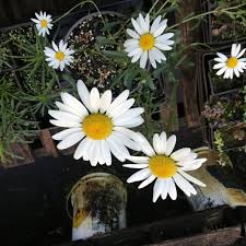 Attēlu rezultāti vaicājumam “Leucanthemum vulgare flower”