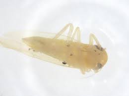 Attēlu rezultāti vaicājumam “Empoasca sp.”