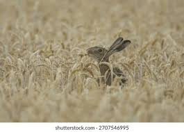 Attēlu rezultāti vaicājumam “Lepus europaeus adult”