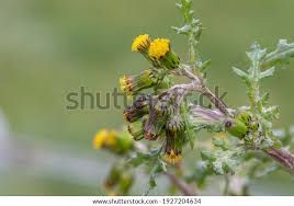 Attēlu rezultāti vaicājumam “Senecio vulgaris flower”