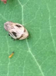 Attēlu rezultāti vaicājumam “Lepyronia coleoptrata”