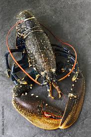 Image result for Homarus gammarus