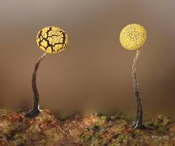 Attēlu rezultāti vaicājumam “Physarum viride”