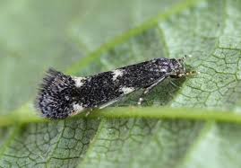 Attēlu rezultāti vaicājumam “Elachista maculicerusella”